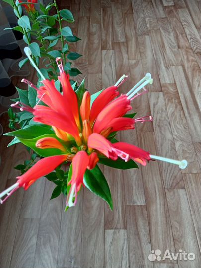 Комнатные цветы