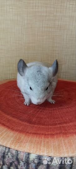 Шиншиллы бело-розовые, белый вильсон