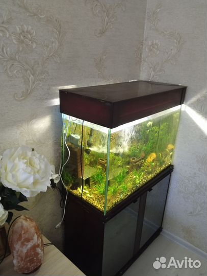 Аквариум с тумбой 156 литров