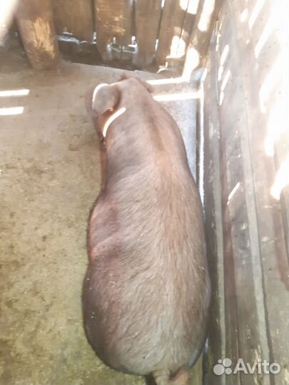 Продам поросят
