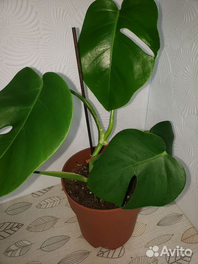 Монстера деликатесная