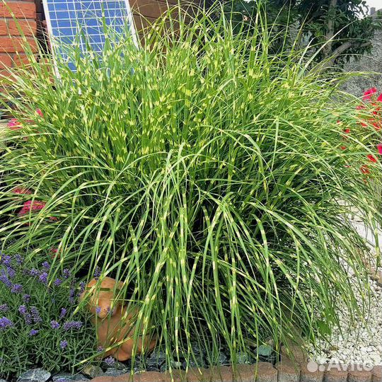 Злаки. Мискантус. Сорт зебрино, Голд бар
