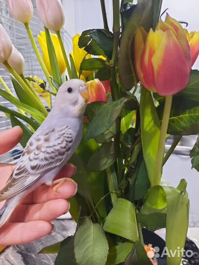 Птенцы волнистого попугая