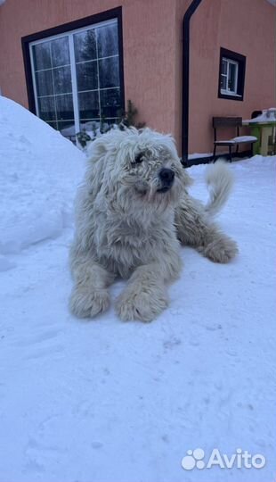 Вязка южно-русская овчарка