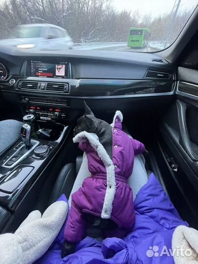 Зимний комбинезон для собаки 30 см