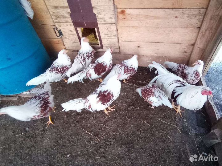Куры Йокогама