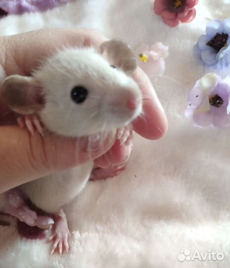 Крысятки дамбо клетки