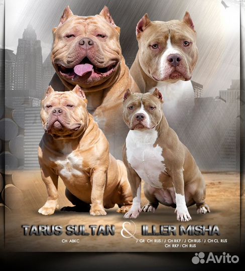 Американский булли девочка