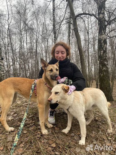 Добрый Сахарок ищет дом