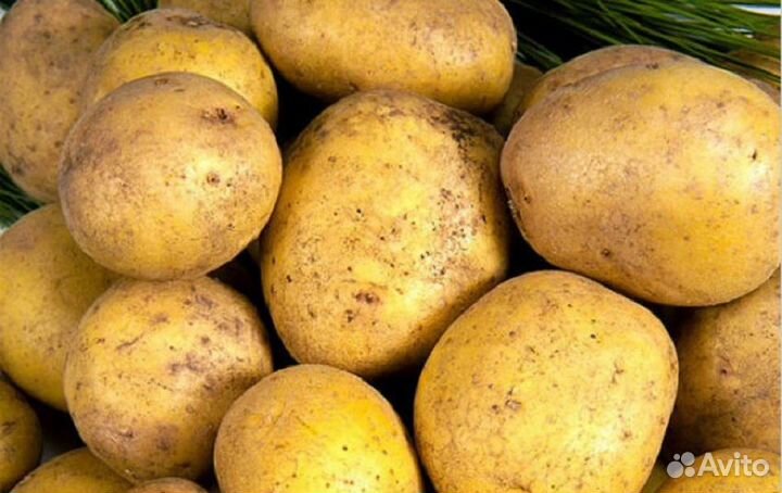 Продам картофель