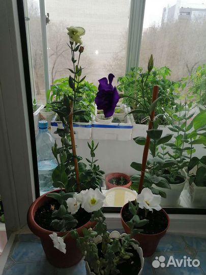 Рассада цветы петуния