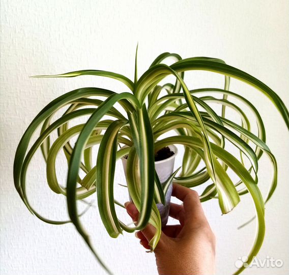 Хлорофитум