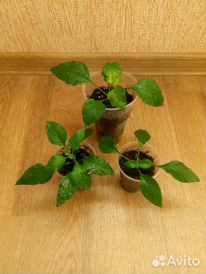 Кроссандра