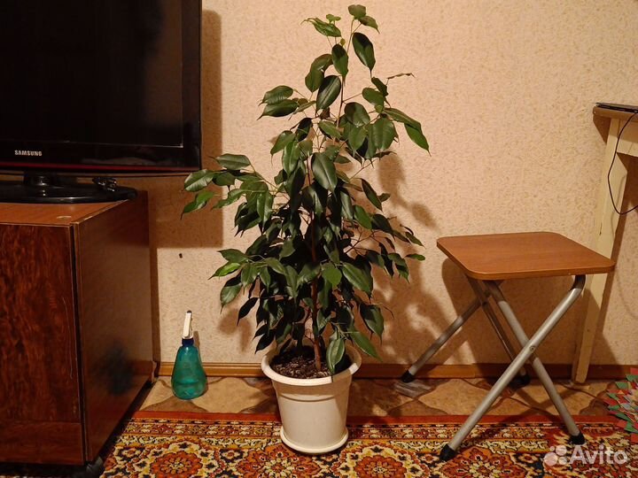 Фикусы большие