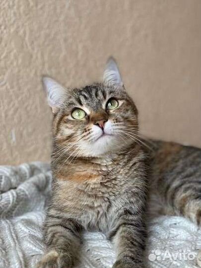 Кошка Пчёлка уже давно ищет дом