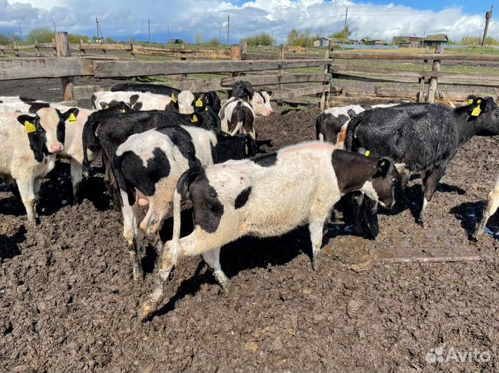 Телята, бычки