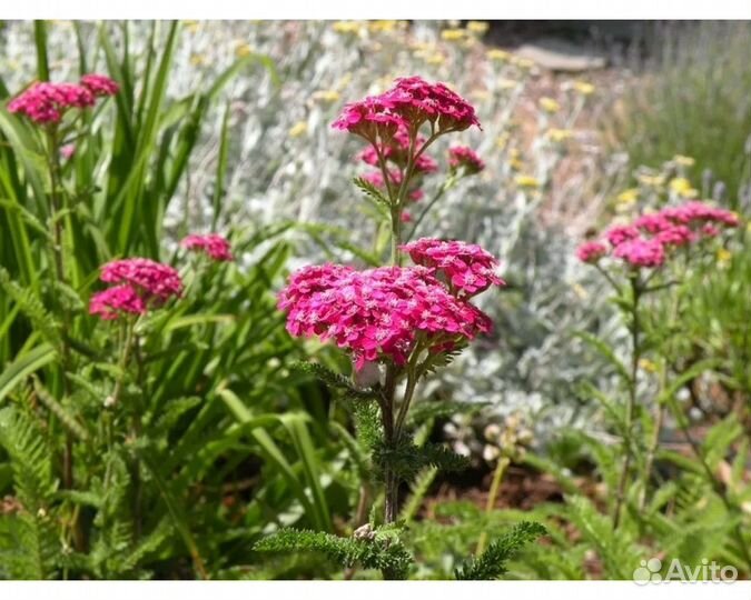 Тысячелистник обыкновенный Cerise Queen