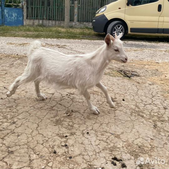 Козлята 3 месячные