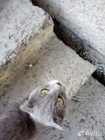 Пристроить котенка