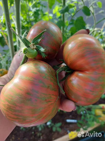 Семена томатов коллекционные