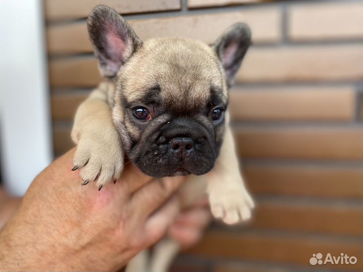 Французский бульдог щенки