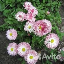 Маргаритки, эхинацея, рудбекия