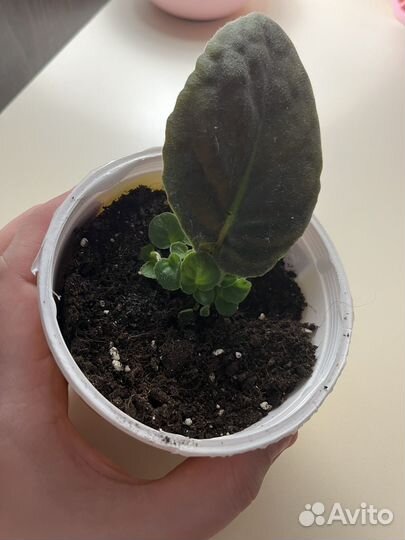 Фиалка розеточки