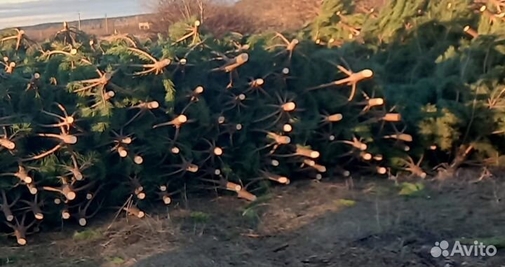 Сосна новогодняя оптом