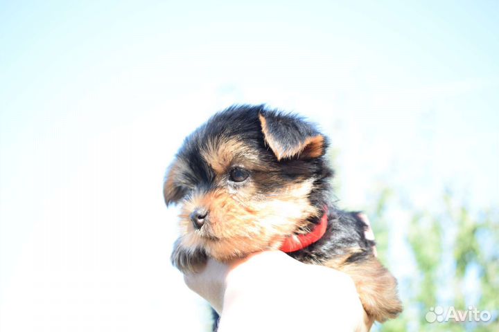 Щенки йорка мини бэби фейс с документами