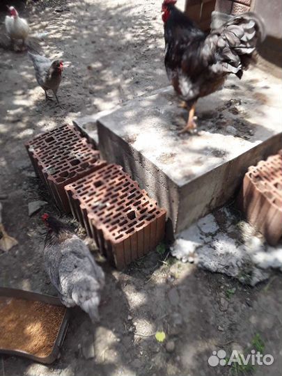 Петухи барневельдер крупные