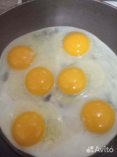 Домашние куриные яйца