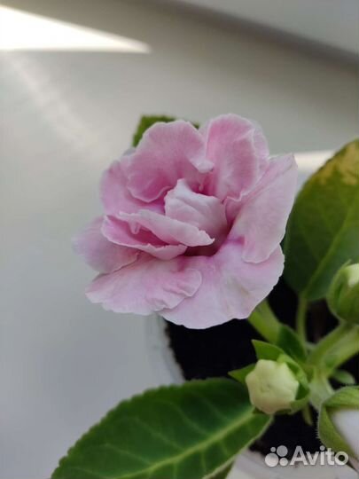 Глоксиния махровая. Лист на посадку