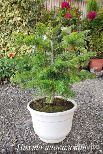 Растения для дома и сада