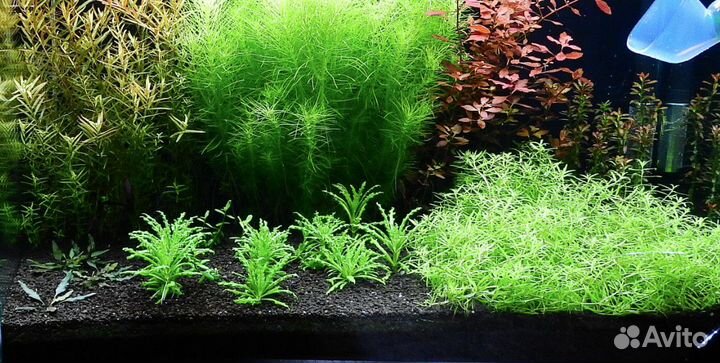 Аквариумные растения