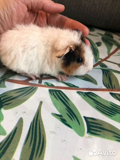 Морские свинки. 1-1, 5 мес