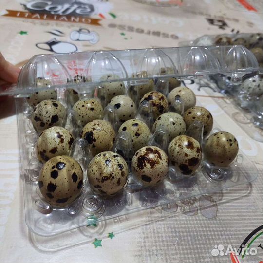 Перепела,Перепелка