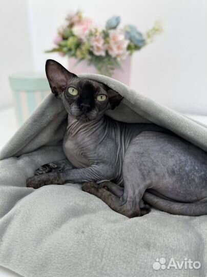 Лежанка норка для кошки