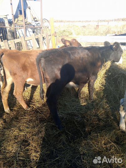 Телята бычки телочки
