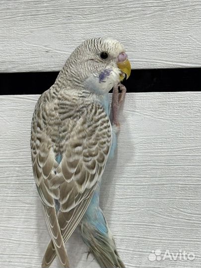 Волнистый попугай с клеткой