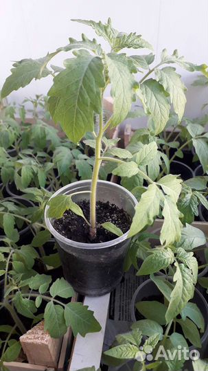 Рассада помидор