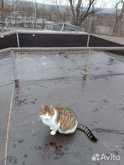 Кошка