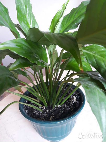 Спатифиллум