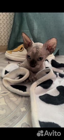 Млый сфинкс (кошка)