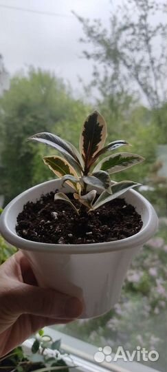 Фикус мелани вариегатный