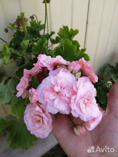 Комнатные цветы