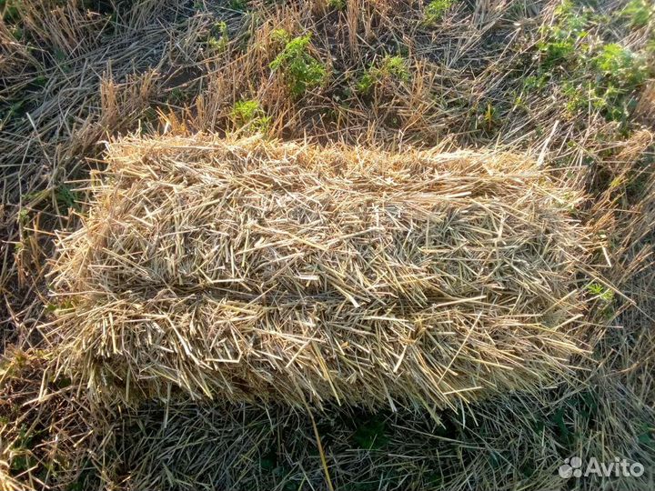 Солома пшеничная
