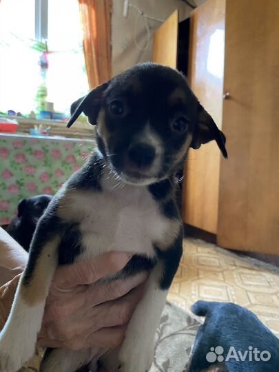 Щенки отдам в добрые руки