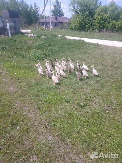 Утки индийский бегунок