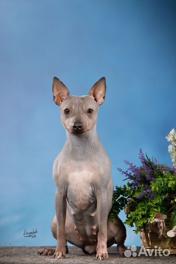 Американский голый терьер щенки