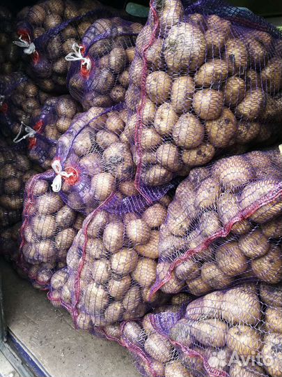 Картошка Беллароза Родрига